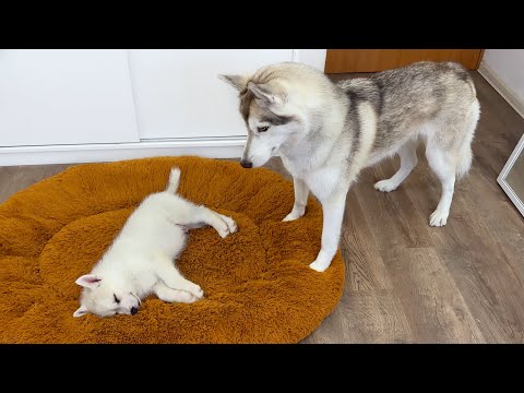 Husky are Thrilled with Tiny Puppies! Cutest video