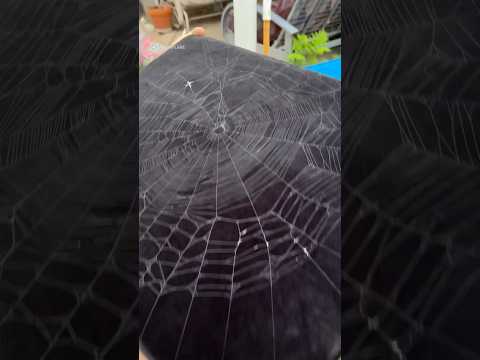 Spiderweb preserved after the spider abandons the web 🕸️🕷️ #shorts