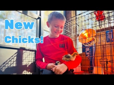 Getting our NEW CHICKS!