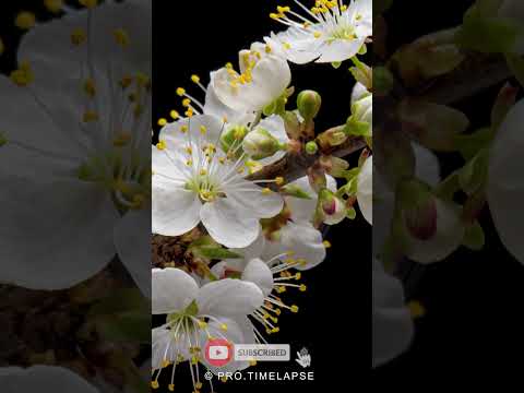 WHITE FLOWERS on booming tree TIME LAPSE #shorts