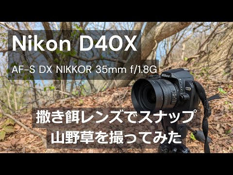 Nikon D40X｜AF-S DX NIKKOR 35mm f/1.8G｜撒き餌レンズで撮ってみた