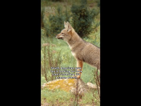 If at first you don’t succeed... 🦊 First-time love isn’t easy for this young gray fox #WildChile