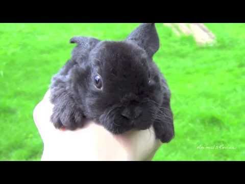 Funny black baby bunny rabbit in my hand