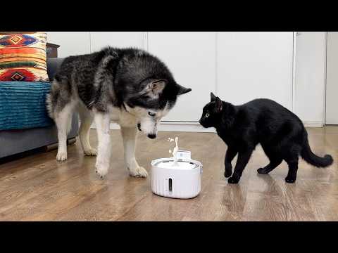 My Dogs And Cats are Thrilled With the Milk Fountain! Funny Husky Video