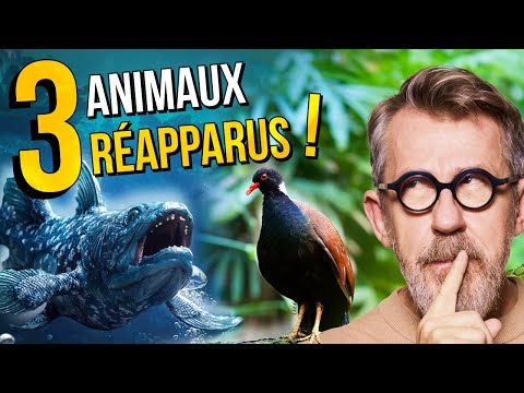 3 ANIMALS Thought Extinct (But They Were Not!) with @laboiteacuriosites