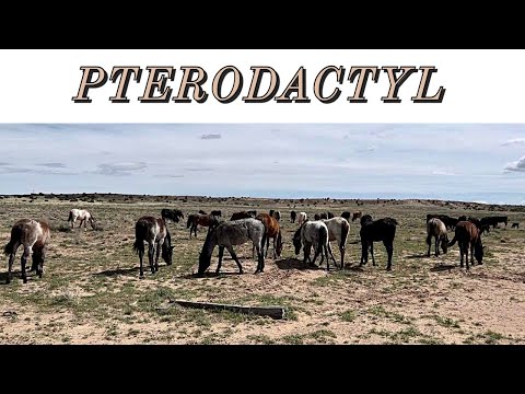 BUILDING FENCE | PUSHING SOME COLTS/FILLYS & OUR WAGYU CATTLE #jheart #ranch