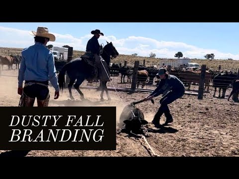 DUSTY BRANDING | WAGYU CATTLE #jheart #cattle #wagyu