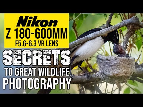 Nikon Z 180-600mm | SECRETS To Great Wildlife Photography