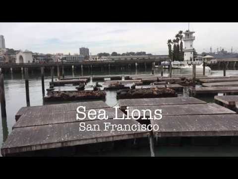 Sea Lions at Pier 39 in San Francisco