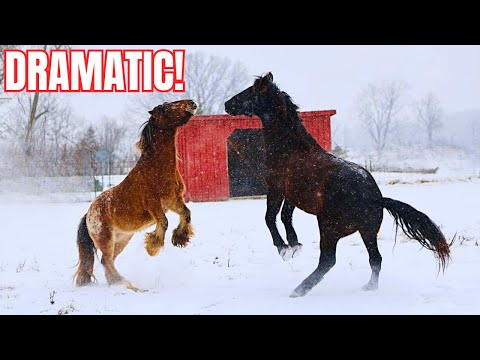 Extraordinary! My Beautiful Horses RUN FREE In The Snow!