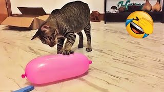 Try Not To Laugh 😂 Funniest Cats and Dogs Videos 2023 😹🐶 Part 4