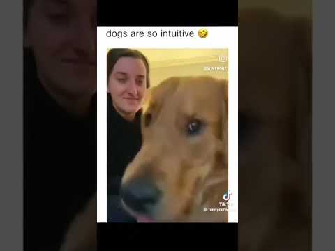 Funny dogs