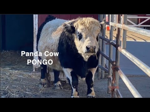 PANDA FOR KIDS: Panda Cow PONGO #yt #miniature #cute #cow #cowsforkids