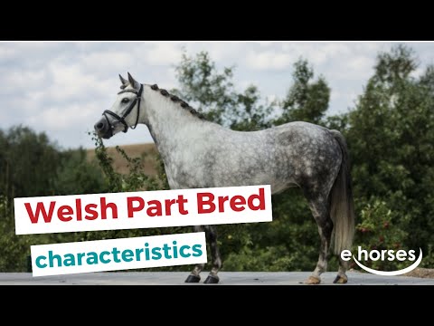 Welsh Part Bred  | characteristics, origin & disciplines