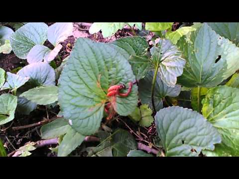 Daddy Longleg spider (Pholcidae) eating a worm