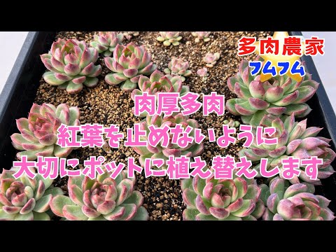 【多肉植物】モリモリ肉厚多肉セリ✨紅葉を切らさないように注意してポット植え♪