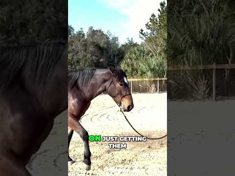 Coming back after some time off? Focus on getting your horse in a learning frame of mind