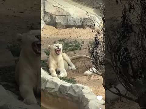 Went to the Zoo in Dubai#funny #acefamily #europeantravel #shorts