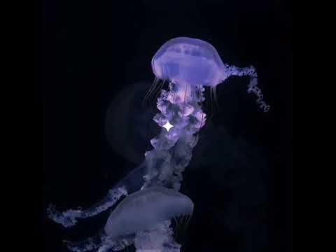 #JELLYFISH ☆ Im currently obsessed with song. 🪼🤍 ~ • || {tags} || #jellyfish #ilovejellyfis #shorts