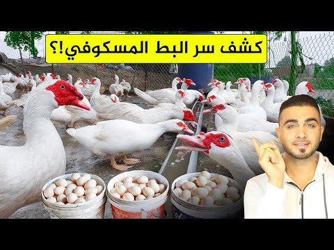 لماذا يتنافس العالم على تربية البط المسكوفي😱الصراع على البيض😱 المزارع تكشف الحقيقة!؟