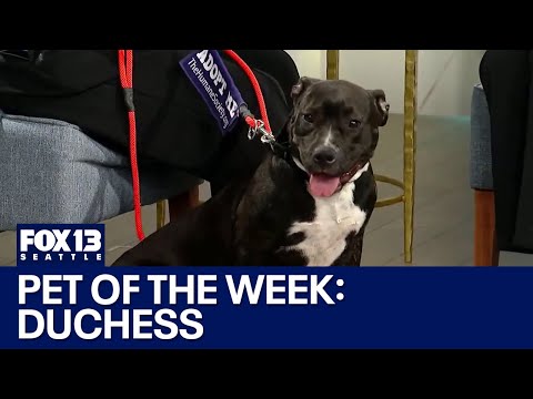 Pet of the Week: Duchess