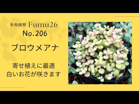 【多肉植物】白い花が寄せ植えをさらに可愛くさせます✨ブロウメアナ