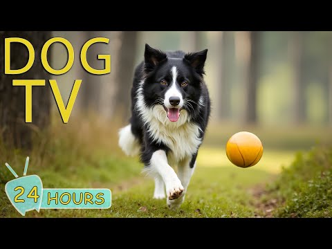 DOG TV: Best Videos to Relax Dogs - Fun and Soothing Music to Prevent Stress & Boredom for Dogs