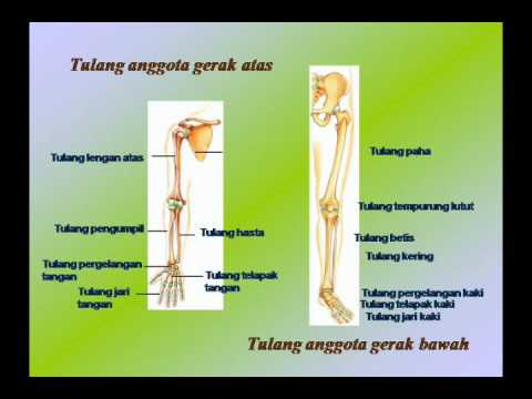 Powerpoin Biologi-PPT03BAB 4 SISTEM GERAK