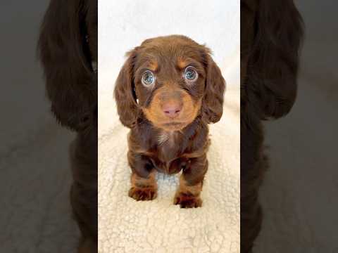 New PUPPY Alert! #minidachshund #puppy #dachshund #cutepuppy #cutedog #longhaireddachshund #dog