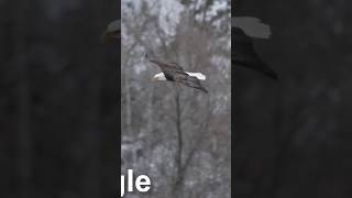 eagle flying #eaglelife #birds #eaglenest #eagles #nature #eagle #wildlife #wildeagle #animals