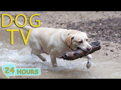 DOG TV: Video Entertain Ultimate Boredom-Busting for Dogs When Home Alone - Collection Music for Dog