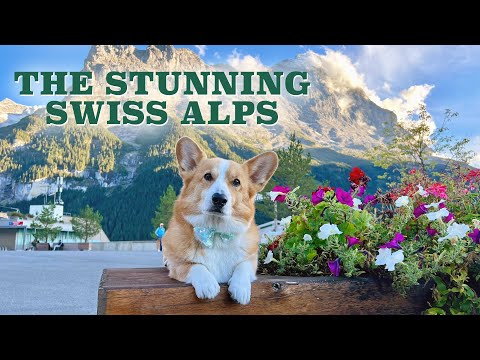 LIVING THE SWISS DREAM! - Topi the Corgi