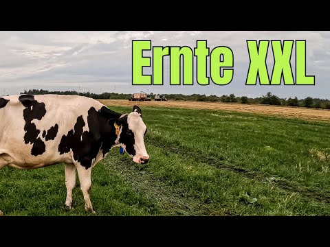 Farm-Vlog #33 ERNTE XXL Nach dem ganzen Regen kommt jetzt alles auf einmal.