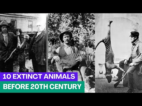 10 EXTINCT Animals Before the 20th Century | Can We Bring Them Back?