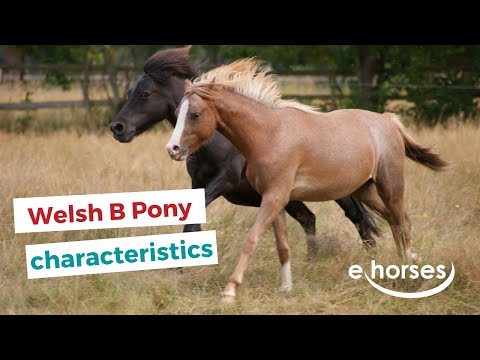 Welsh B  Pony  | characteristics, origin & disciplines