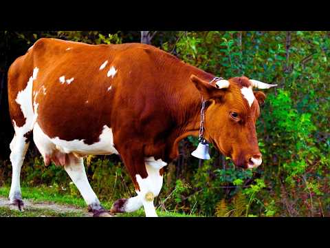 Brown Cows | Cow Video | Brown Cows Breeds