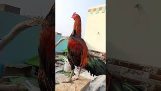 Nsal nsal cheq kar asli prinda 🐓🐓 morga aseel brend you have