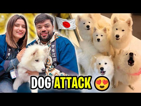 We Went To Dogs House In Japan 😍 | Tokyo Mein Dogs Ne Attack Kar Diya 😱