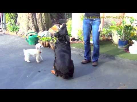 Teasing dogs - Playing with dogs for food - Rottweiler & Mini poodle toy