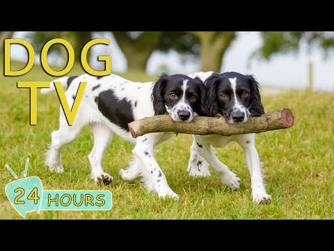 DOG TV: Video Prevent Boredom & Calm Your Dogs with Relax Music - Best Collection Music for Dogs