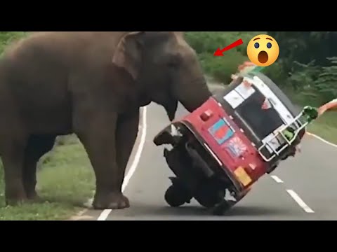 Funny Moments of Animals Attacking Humans #5 | Top list of moments.