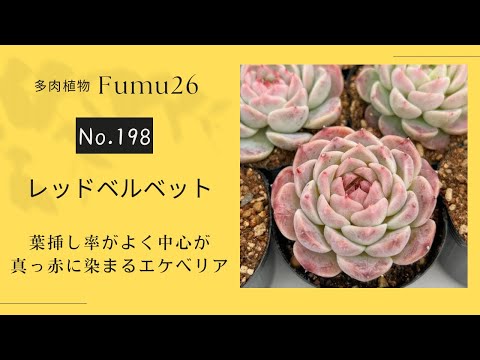 【多肉植物】寄せ植えにどうですか？レッドベルベット