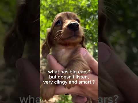 Yeah! What is it? #dogs #dachshund #funnyanimals