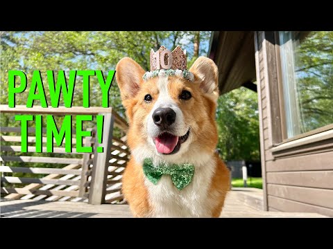 10th BIRTHDAY! - Topi the Corgi