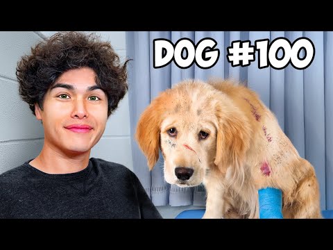 I Saved 100 Dogs from Dying