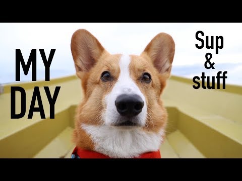 DOG SUPPING (MY DAY) - Topi the Corgi