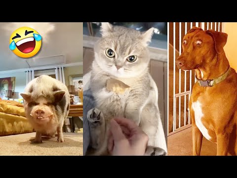 Funny Cats 🐱 and Dogs 🐶 Videos 😂| 2024 Funny Animals Compilation #2