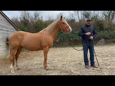 What to Look for with a new Horse!? First time I met and assessed Frankie!