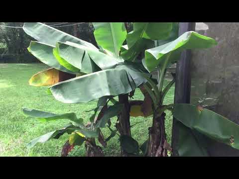 Dwarf banana tree