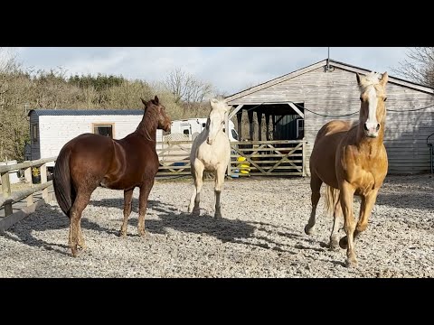 Which horse would you choose and why?